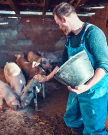 Happy Pigs Eating Dinner While Getting Fed By Farmer - Getty images