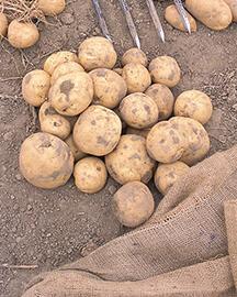 Freshly harvested potatoes.
