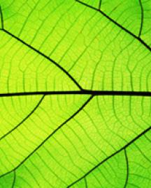Sunlight shining through a green leaf