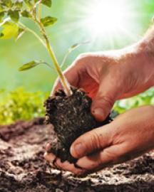 Two hands planting a seedling in the ground