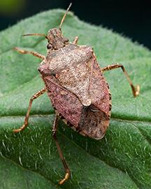A stinkbug on a leaf