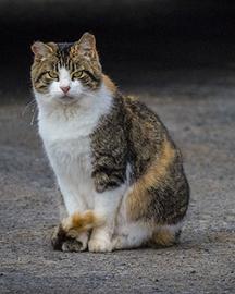A white, brown and orange cat sitting on the ground