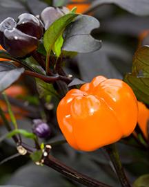 orange pumpkin shaped pepper