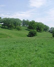 Hidden Valley meadow fescue 