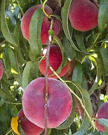 Peaches growing on a tree