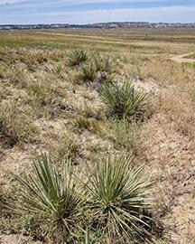 Southwestern landscape