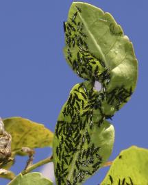 Thrips covering the leaves of a Brazilian peppertree