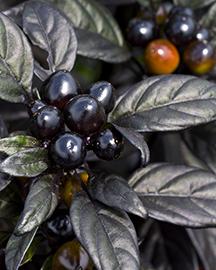 Black Pearl peppers