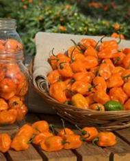 Habenero Chili Peppers