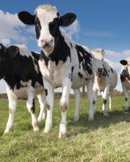 Young Holstein Cattle