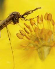 Macro photograph of a mosquito in the middle of a flower with yellow stamens - Getty Image