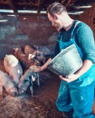 Happy Pigs Eating Dinner While Getting Fed By Farmer - Getty images