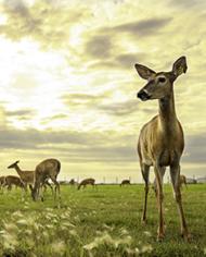 Healthy white tail deer at the National Centers for Animal Health in Ames, IA. (Photo by Hannah Hill)