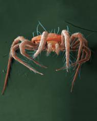 Persimilis image