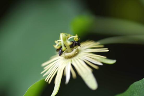 The passionflower bee on a yellow passionflower. (Photo by Katherine Parys, ARS)