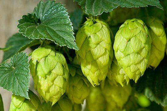 D1722 2Hops Hops